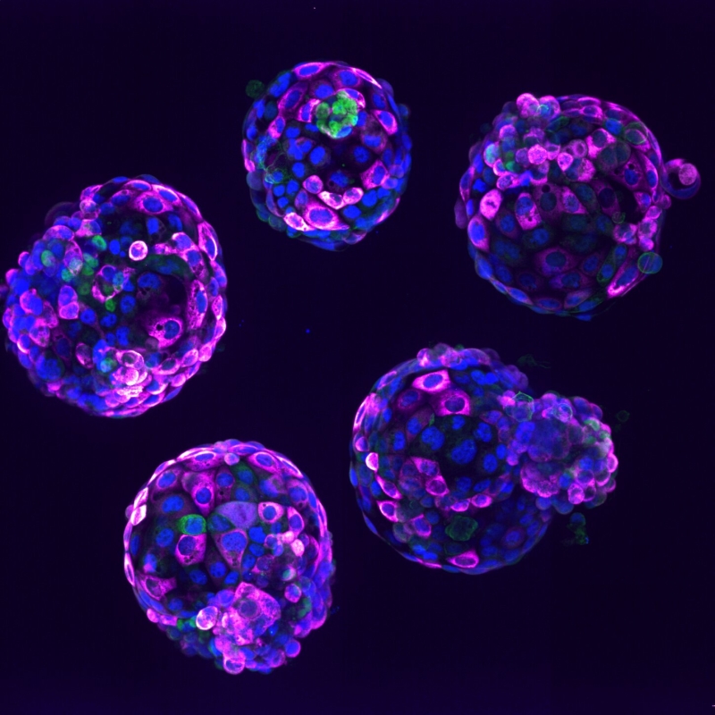 UK concerns standards for usage of stem cell-based embryo designs in research study