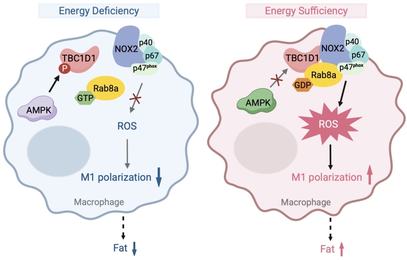 New insights into metabolic and immune path interactions in weight problems