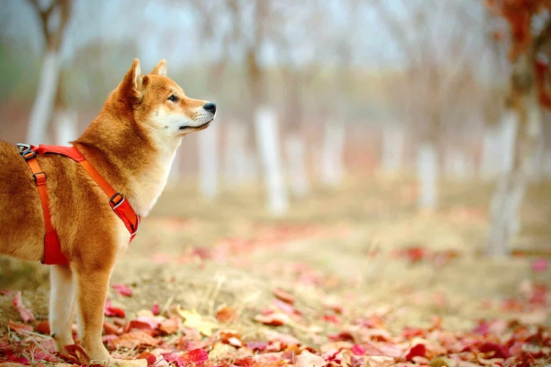 Shiba Inu’s Massive Patience: Del Crxpto’s 6-Year Millionaire Blueprint