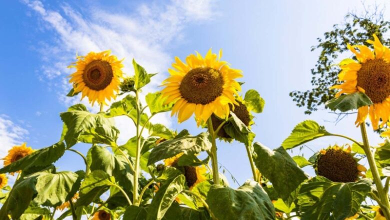 The unexpected method sunflowers collaborate to get enough light