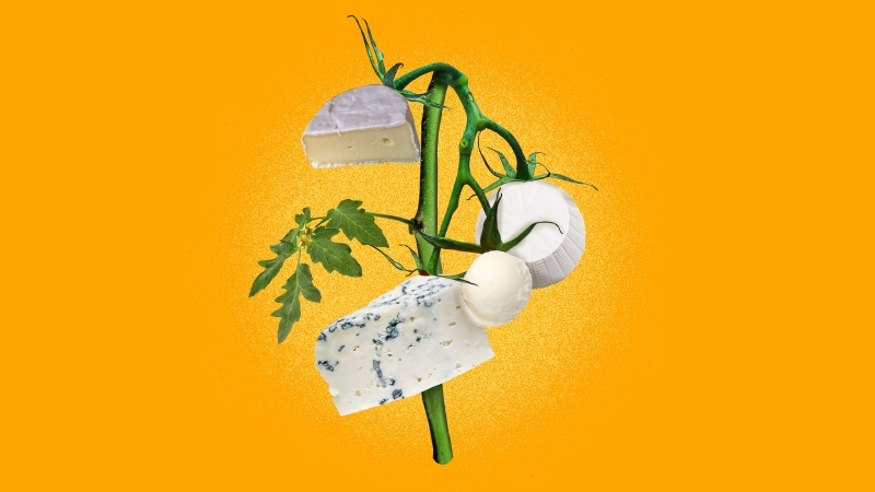 Vegan cheese that tastes like cheese? These start-ups might have broken the code.