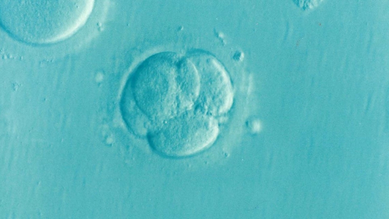 New 3D imaging technique uses guarantee of much better IVF results