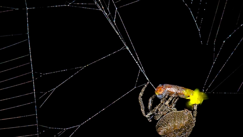 Spiders might tempt male fireflies to their death with a call of love