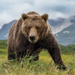 How to see Katmai’s well-known brown bears up close– and remain safe