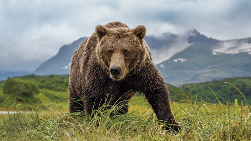 How to see Katmai’s well-known brown bears up close– and remain safe