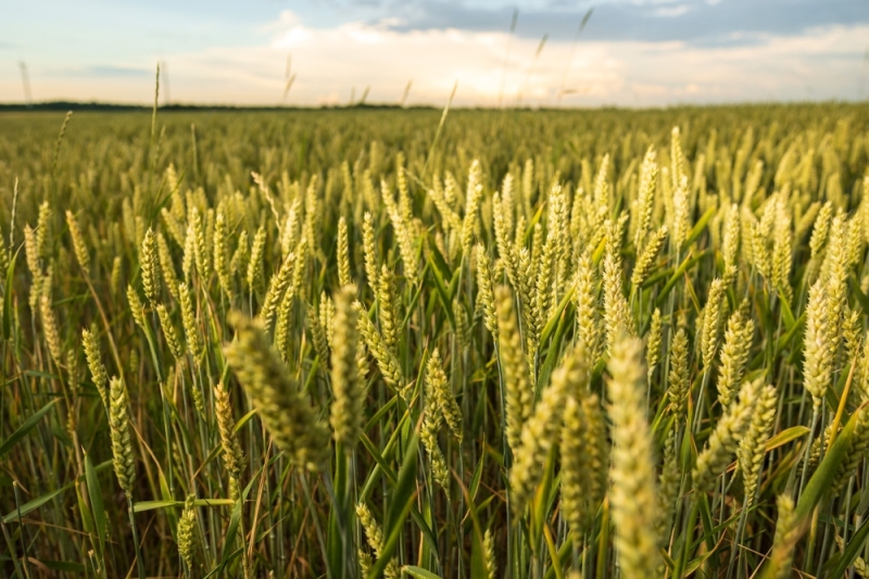 100-Year-Old Wheat Could Help Feed the World