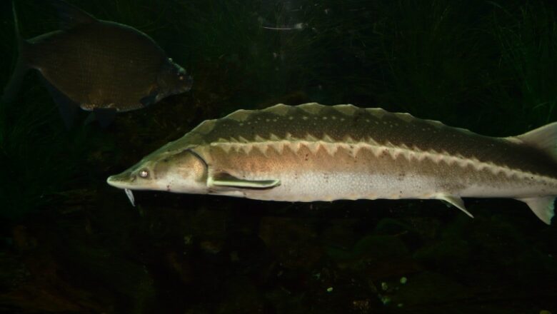 500 young sturgeon launched into Saginaw River system