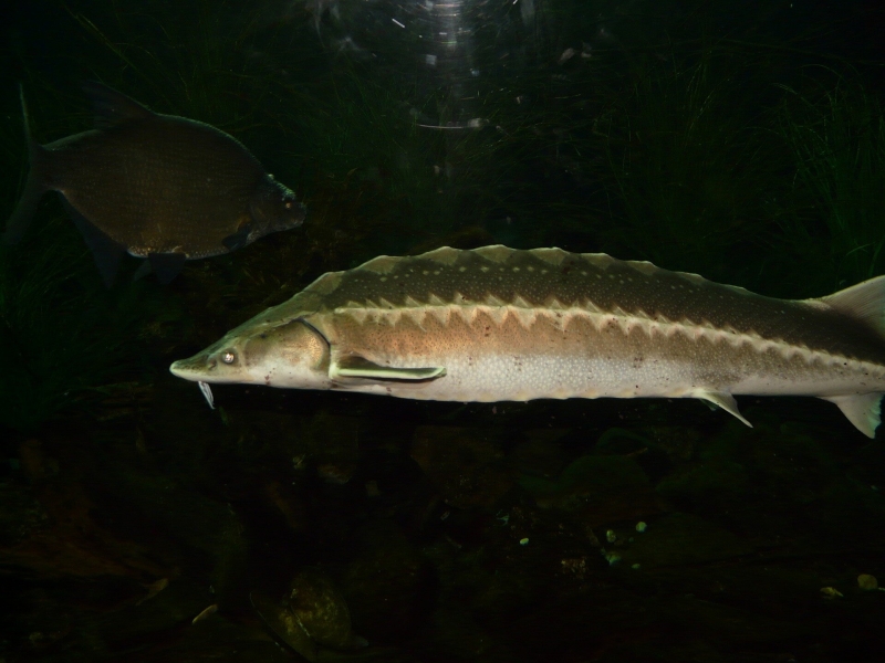 500 young sturgeon launched into Saginaw River system