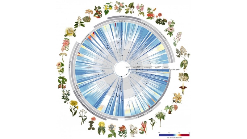 What is the ‘tree of life’?