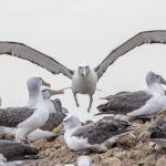 Severe weather condition threatens survival of seabirds and seals