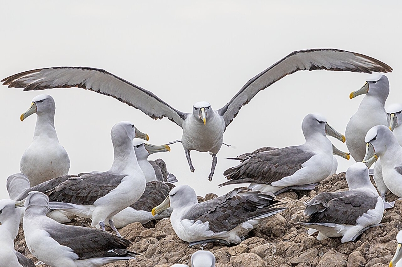 Severe weather condition threatens survival of seabirds and seals