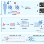 A microarray-based high-throughput in situ tagged immunoprecipitation sequencing innovation for diffuse midline glioma