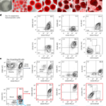 Long-lasting engrafting multilineage hematopoietic cells distinguished from human induced pluripotent stem cells