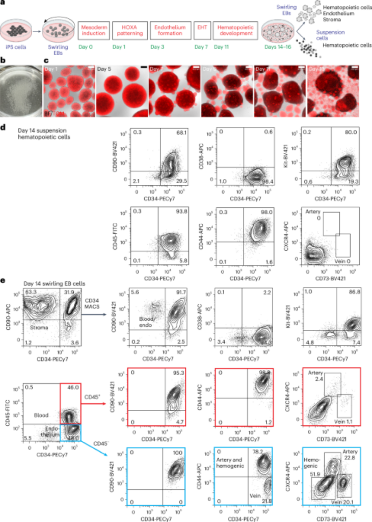 Long-lasting engrafting multilineage hematopoietic cells distinguished from human induced pluripotent stem cells