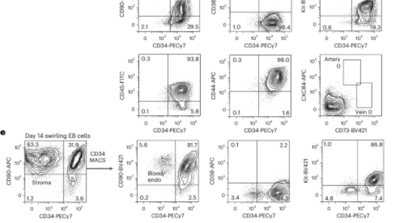 Long-lasting engrafting multilineage hematopoietic cells distinguished from human induced pluripotent stem cells