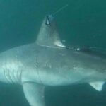 Pregnant shark that vanished might have been consumed by another shark