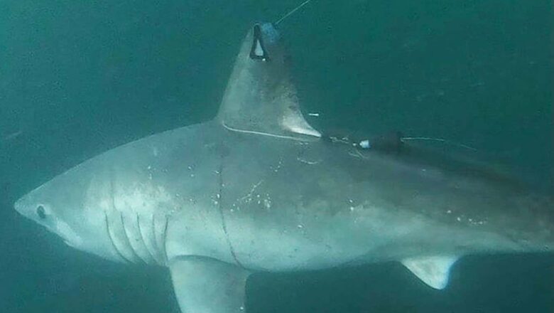 Pregnant shark that vanished might have been consumed by another shark