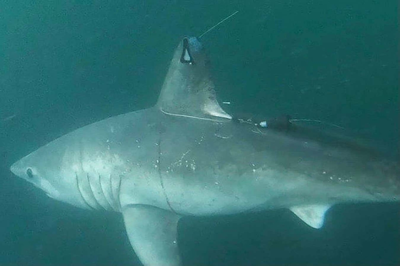 Pregnant shark that vanished might have been consumed by another shark