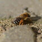 Wild bees have actually discovered an unexpected location to nest in cities