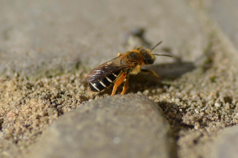 Wild bees have actually discovered an unexpected location to nest in cities