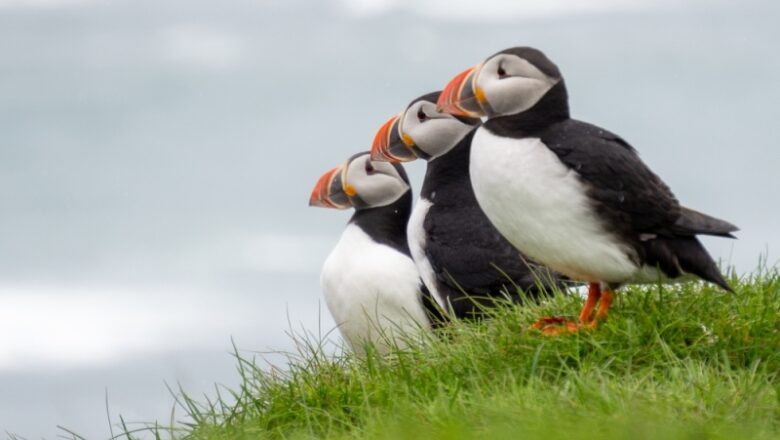 Are Puffins Penguins? A Closer Look at These Adorable Seabirds