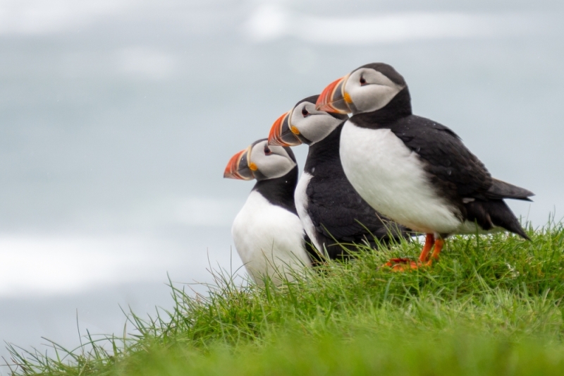 Are Puffins Penguins? A Closer Look at These Adorable Seabirds