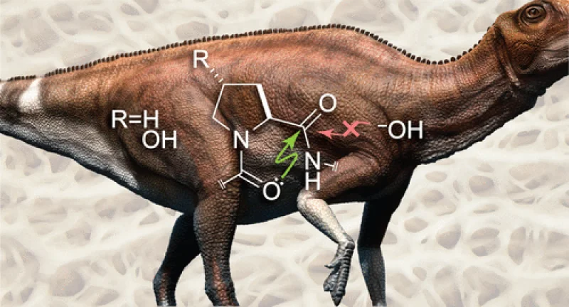 Collagen Mysteriously Persists in Dinosaur Bones for Tens of Millions of Years