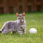 Felines and Dogs Both Like to Play Fetch − It’s Rooted in Their Hunting Instincts