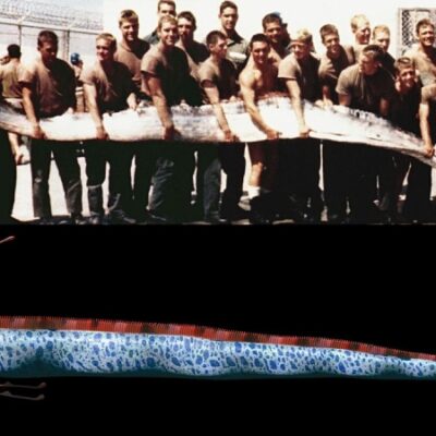 Huge oarfish: The ‘end ofthe world’ fish of legend that apparently foreshadows earthquakes