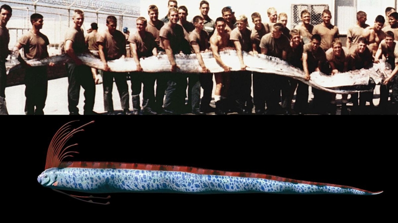 Huge oarfish: The ‘end ofthe world’ fish of legend that apparently foreshadows earthquakes