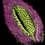 Close-up photos of seeds reveal their elaborate appeal