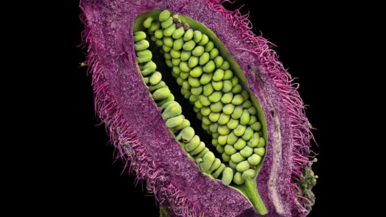 Close-up photos of seeds reveal their elaborate appeal