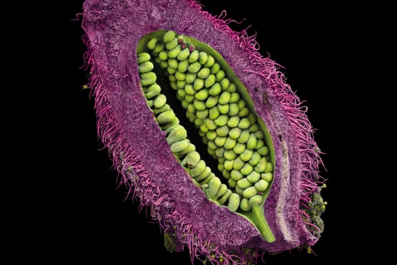 Close-up photos of seeds reveal their elaborate appeal