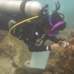 In Mexico, researchers race to conserve Marietas Islands’ corals from ocean warming