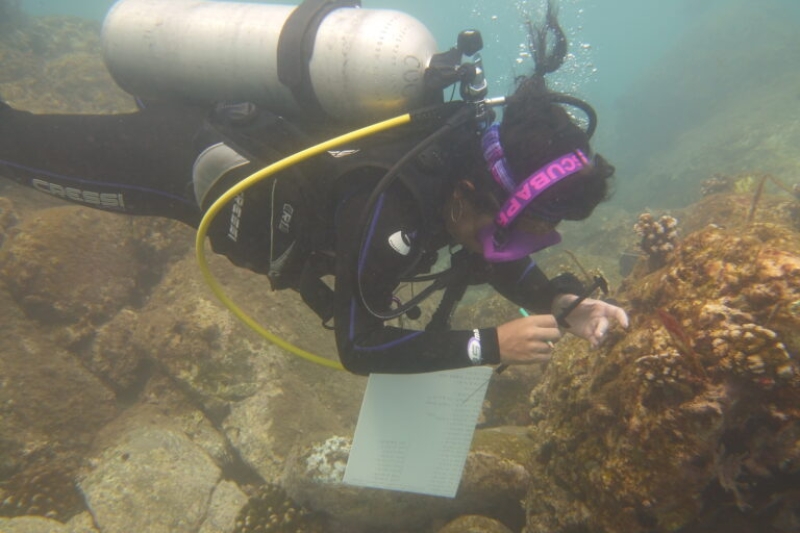 In Mexico, researchers race to conserve Marietas Islands’ corals from ocean warming