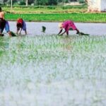 Kharif crop sowing at 110.46 mn hectares, exceeds typical for the season