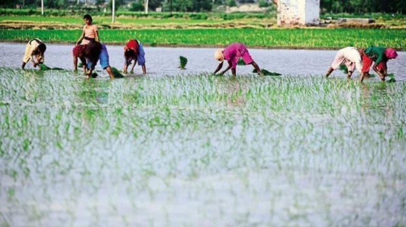 Kharif crop sowing at 110.46 mn hectares, exceeds typical for the season