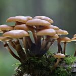 Scientist merged mushrooms and robotics