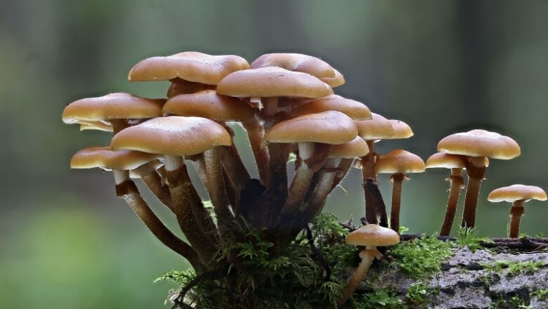 Scientist merged mushrooms and robotics