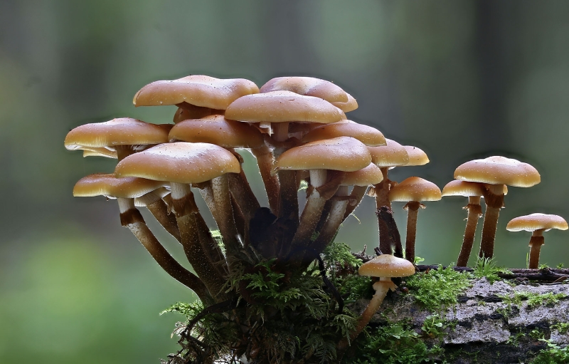 Scientist merged mushrooms and robotics