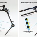 Robotic leg with ‘synthetic muscles’ dives nimbly: Study