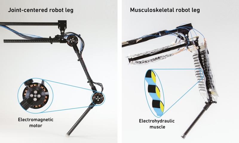 Robotic leg with ‘synthetic muscles’ dives nimbly: Study