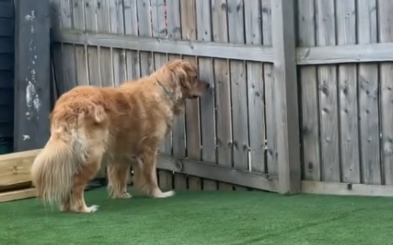 Golden Retriever Can Smell BBQ, Instantly Turns Into a ‘Nosy Neighbor’