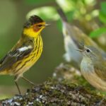 Do birds have migration pals? A brand-new research study reveals unexpected connections in between types