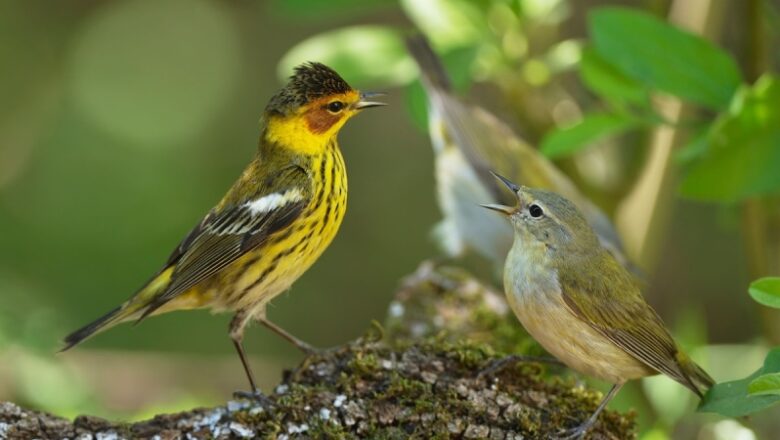 Do birds have migration pals? A brand-new research study reveals unexpected connections in between types