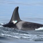 Thanks to people, Salish Sea waters are too loud for resident whales to hunt effectively