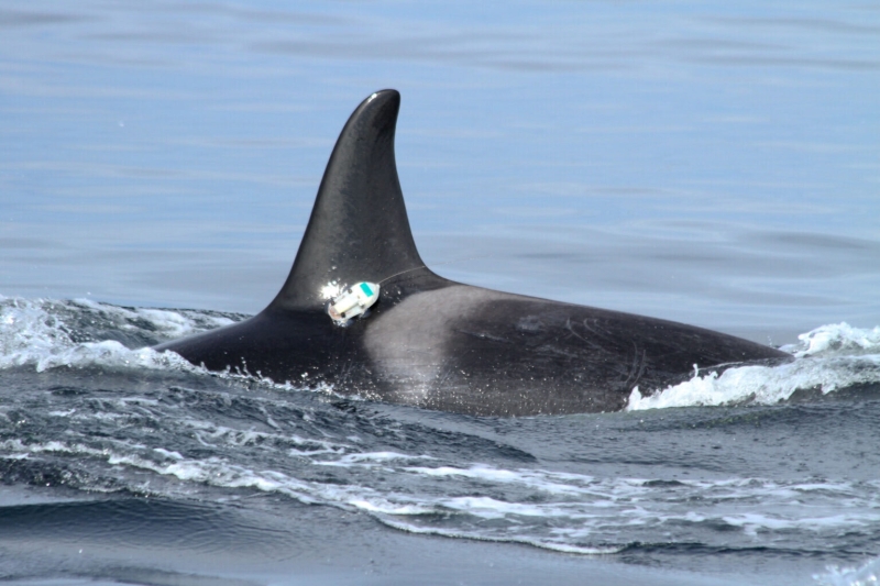 Thanks to people, Salish Sea waters are too loud for resident whales to hunt effectively