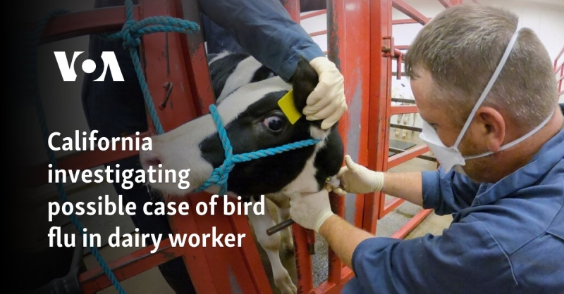 California examining possible case of bird influenza in dairy employee