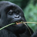 Wild gorillas in Gabon consume plants with anti-bacterial capabilities versus drug-resistant E. coli