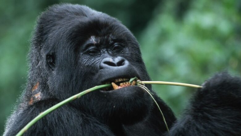 Wild gorillas in Gabon consume plants with anti-bacterial capabilities versus drug-resistant E. coli